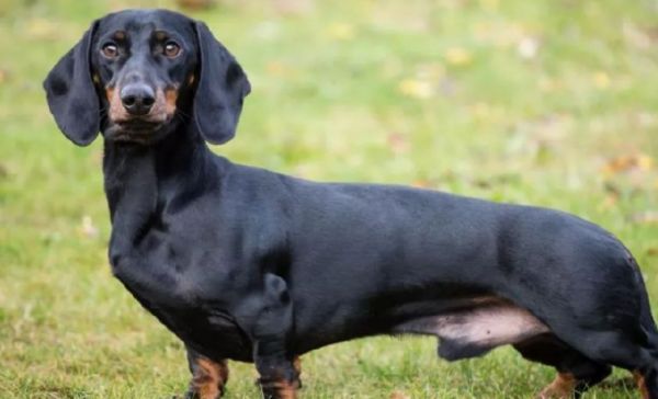 两个月腊肠犬怎么养？怎么才能养好腊肠犬？