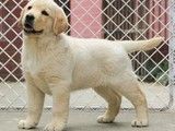 益阳杜宾犬多少钱一只 益阳哪里有卖杜宾犬