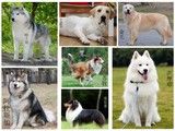 益阳斗牛犬多少钱