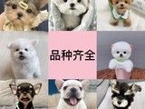 益阳CKU认证犬舍直销 蝴蝶犬精品狗狗 可视频或到店挑选 欢迎咨询