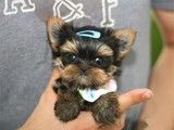 益阳哪里有卖吉娃娃 益阳本地犬舍