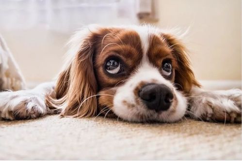 狗狗为何总让人感觉像宠物呢?