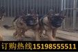 云南临沧云哪里能买到赛级罗威纳