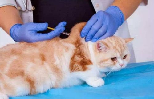 宠物猫疫苗要多少钱打一针（宠物猫疫苗大概多少钱）