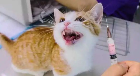 猫打疫苗一共打几针多少钱