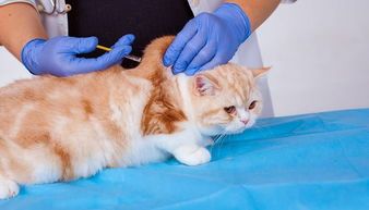 猫咪疫苗驱虫套餐,价格是多少呢?