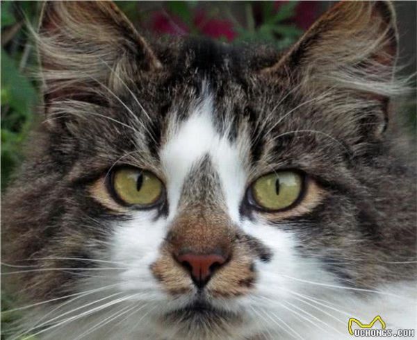 一只宠物猫的寿命有多长？