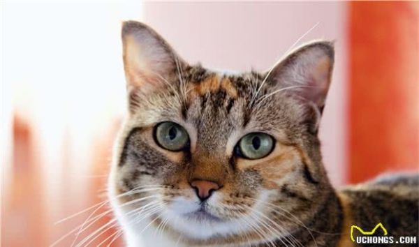 一只宠物猫的寿命有多长？