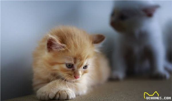 一只宠物猫的寿命有多长？