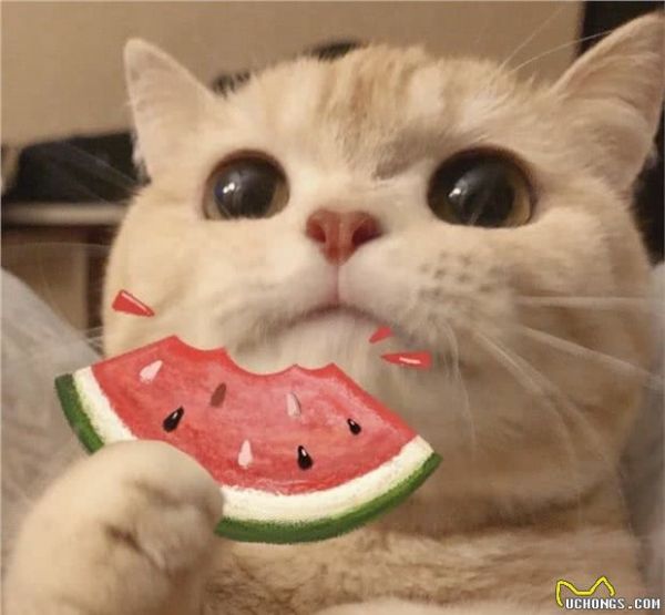 一只宠物猫的寿命有多长？