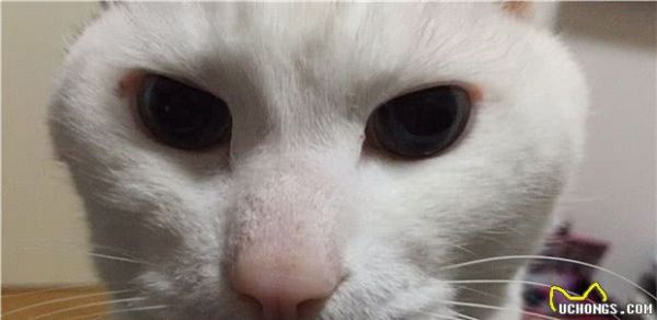 一只宠物猫的寿命有多长？