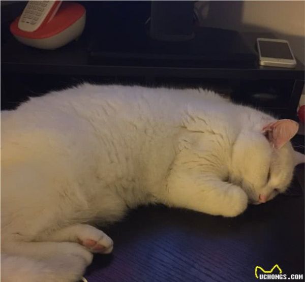 一只宠物猫的寿命有多长？