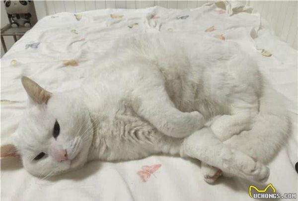 一只宠物猫的寿命有多长？