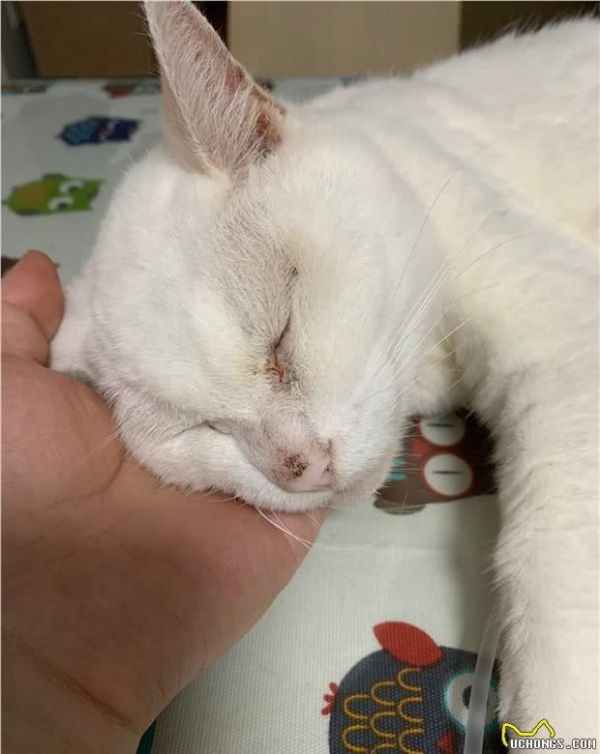 一只宠物猫的寿命有多长？