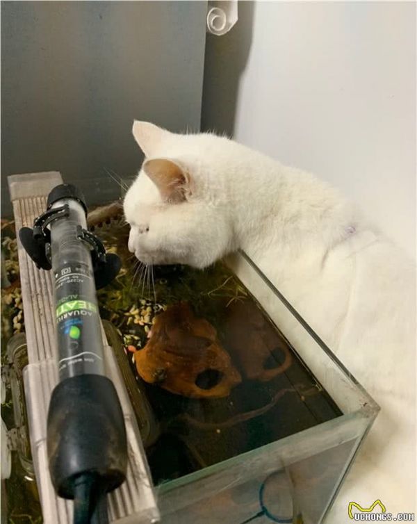 一只宠物猫的寿命有多长？