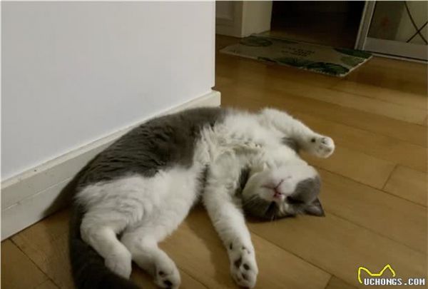 一只宠物猫的寿命有多长？