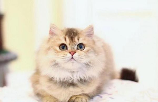 宠物小猫咪的寿命（一只小猫能活多久）