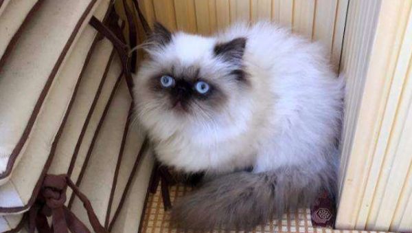 喜马拉雅猫一般能活多久