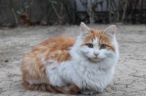 猫得了猫传腹能活多久