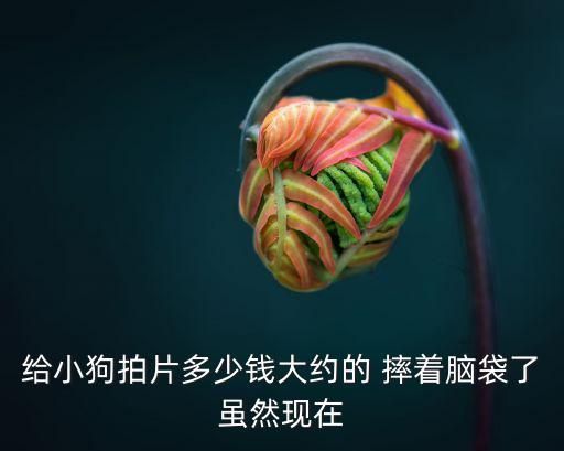 给小狗拍片多少钱大约的 摔着脑袋了虽然现在