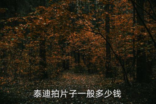 泰迪拍片子一般多少钱