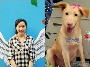 狗狗安乐死药物选择指南:宠物安全用药全解析