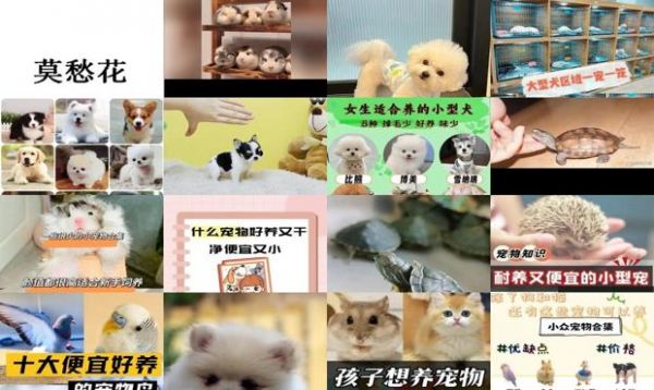 什么小宠物便宜好养