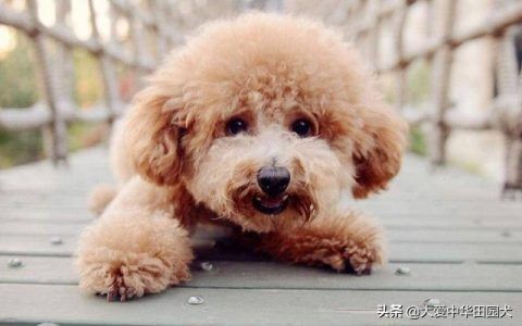 上班族养什么狗最省心（最适合上班族养的7种狗）