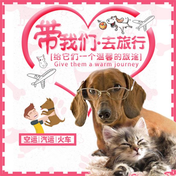 上饶小狗托运上门接宠