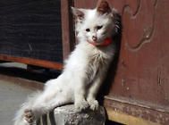 猫咪能用大宠爱吗？