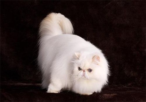 如何选择猫咪驱虫药？