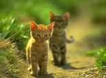 给猫咪驱虫应该注意哪些事项