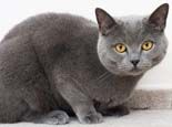 猫咪多久需要驱一次虫