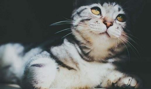 宠物猫驱虫攻略:时间与注意事项全解析