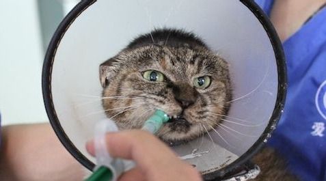 宠物猫驱虫攻略:时间与注意事项全解析