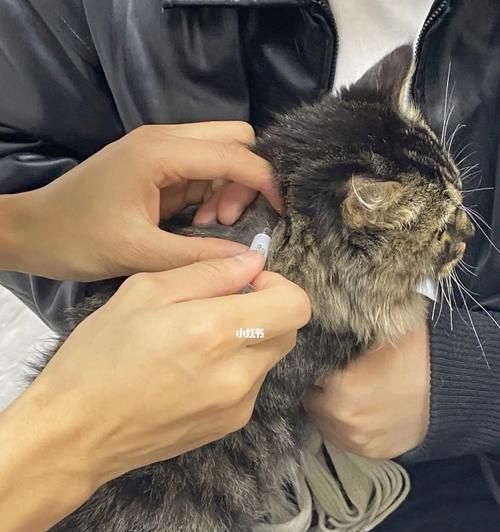 如何给宠物猫进行驱虫（以一个月小猫为例）