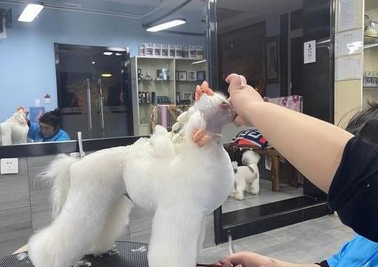 宠物美容教程（宠物美容教程教学视频）