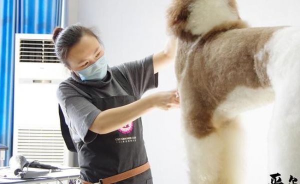 宠物美容教程（宠物美容教程教学视频）
