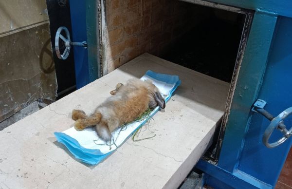 服务热情 设施齐全 猫咪火化 宠物火化 宠物狗火化 宠物狗火葬