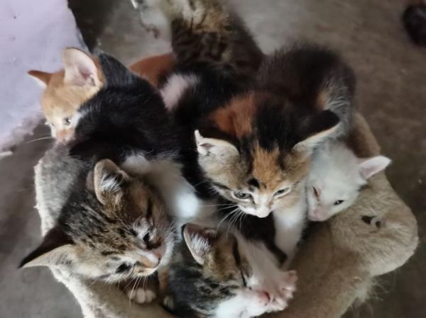 淮南领养狗（淮南领养猫咪）