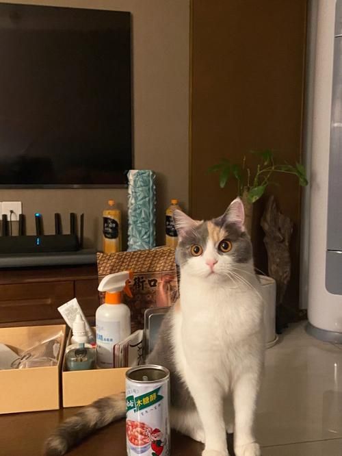 淮南领养狗（淮南领养猫咪）