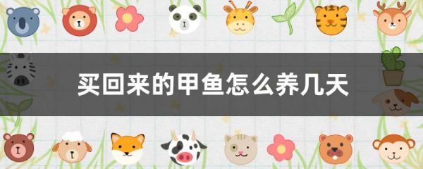 买回来的甲鱼怎么养几天