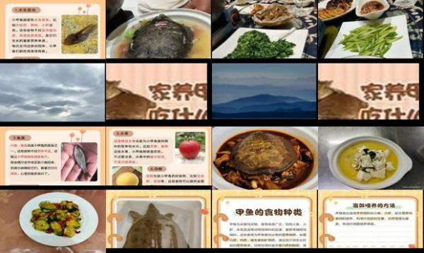 甲鱼吃什么的东西