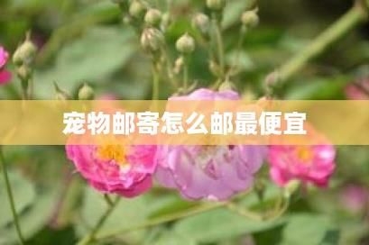 宠物邮寄怎么邮最便宜