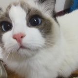 penny家的猫