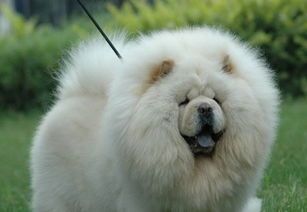 白色松狮犬,价格多少?芜湖宠物市场行情如何?