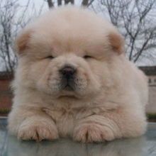 白色松狮犬,价格多少?芜湖宠物市场行情如何?