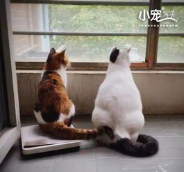 猫咪全面检查:基础套餐多少钱?后续治疗费用如何?