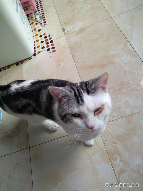 猫咪医院检查费用多少?一次体检要花多少钱?