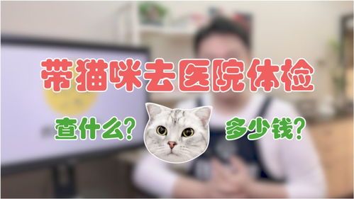 猫咪医院检查费用多少?一次体检要花多少钱?